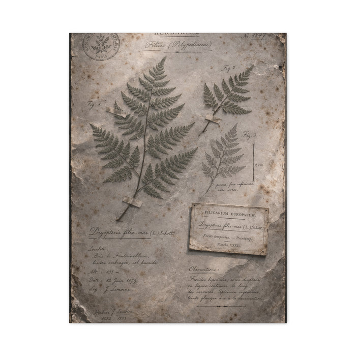 Antique Fern Herbarium Archive Wall Art & Canvas Print