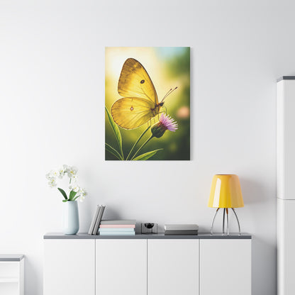 Golden Light Butterfly Close-Up Wall Art & Canvas Prints