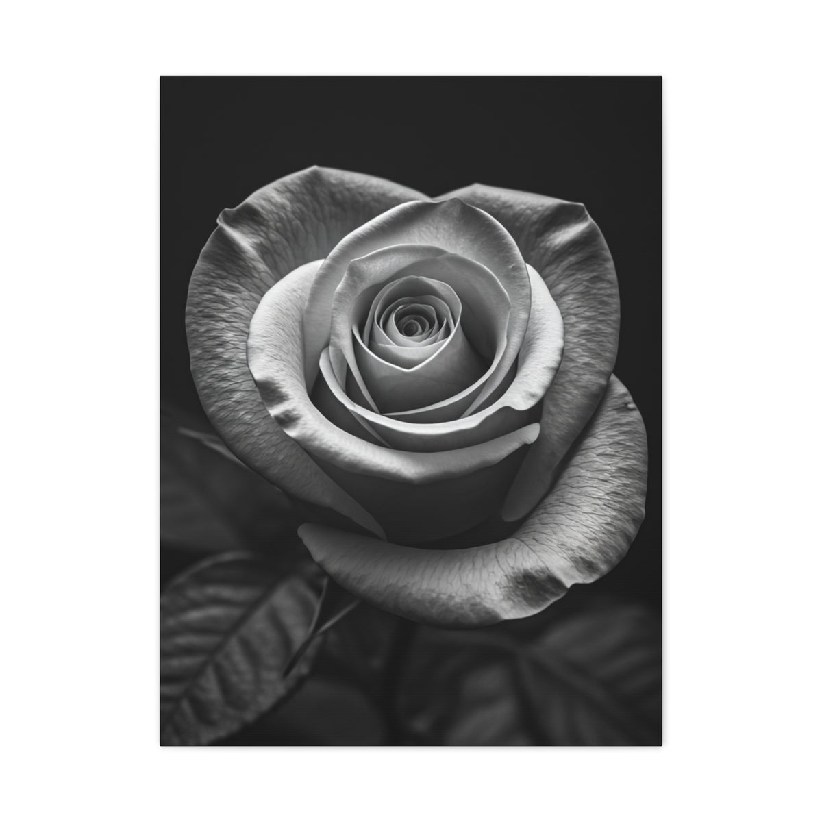 Classic Rose Close-Up Monochrome Wall Art & Canvas Prints