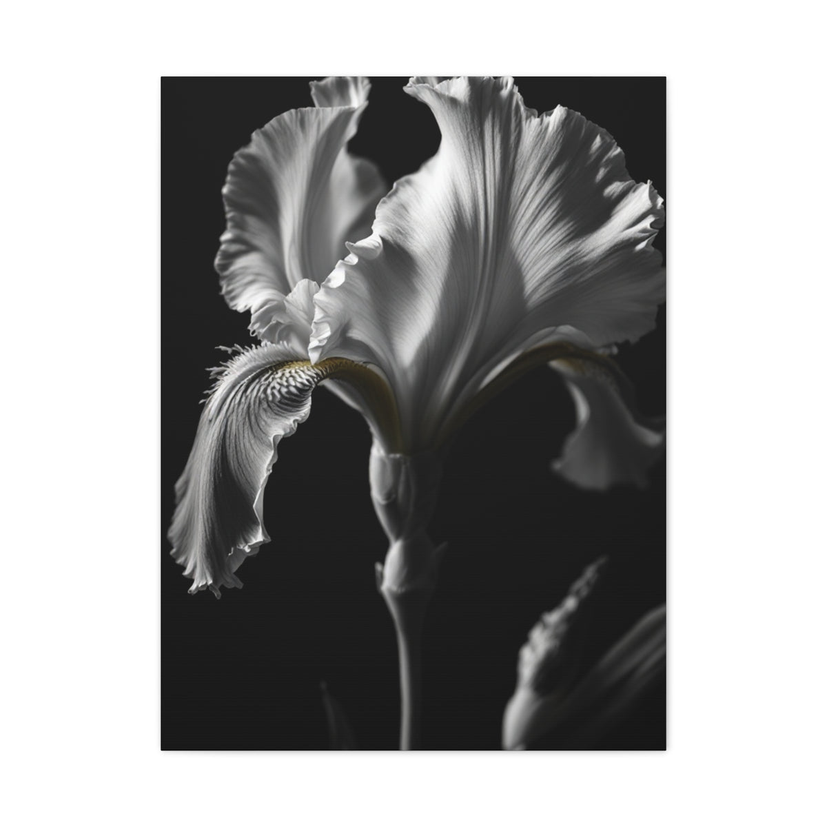 Elegant Iris in Shadowed Light Wall Art & Canvas Prints
