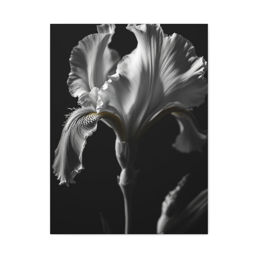 Elegant Iris in Shadowed Light Wall Art & Canvas Prints