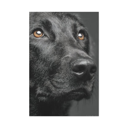 Black Labrador Fine Art Close-Up Wall Art & Canvas Print