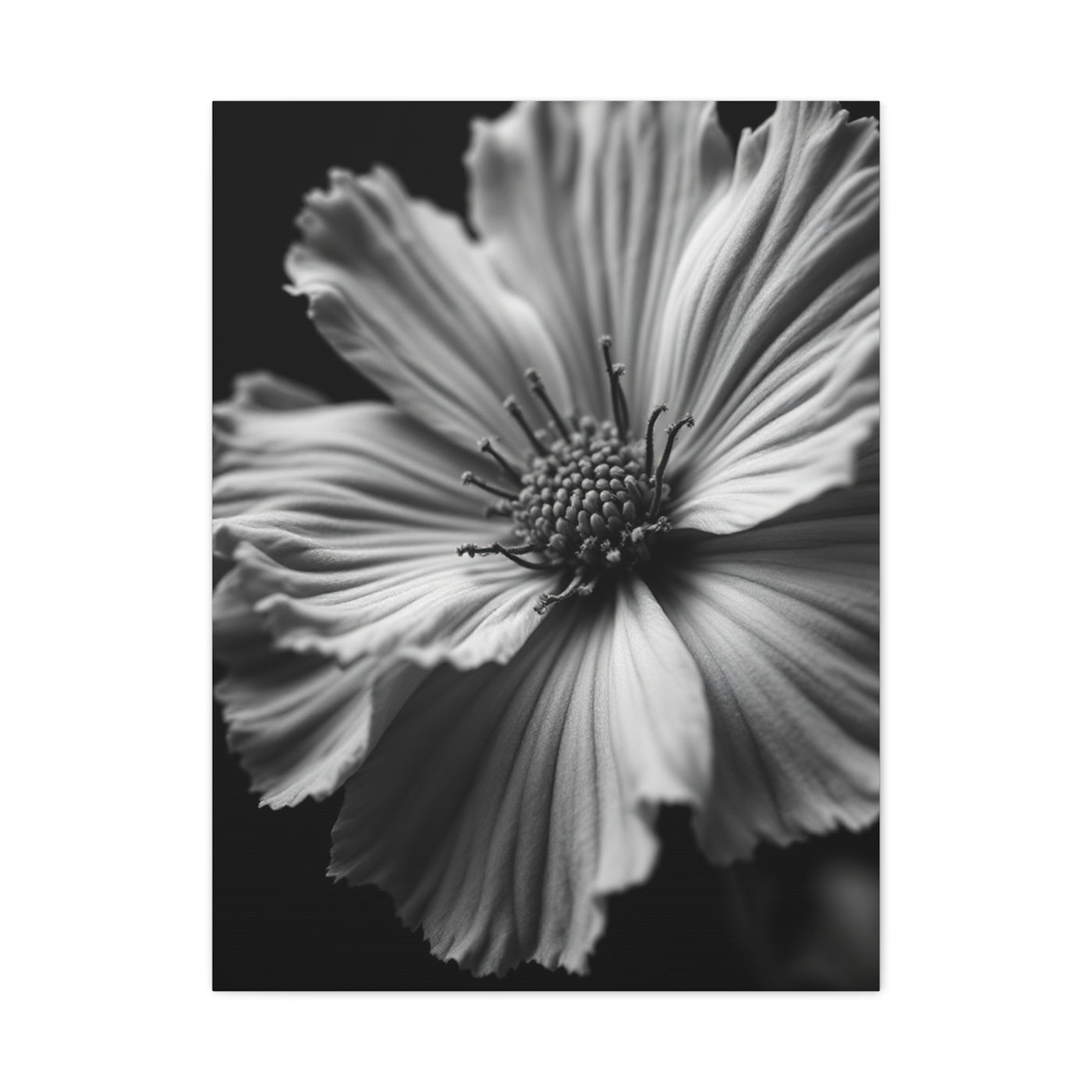 Dramatic Monochrome Cosmos Bloom Wall Art & Canvas Prints