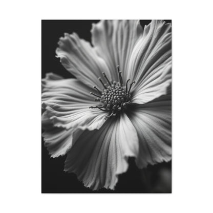 Dramatic Monochrome Cosmos Bloom Wall Art & Canvas Prints
