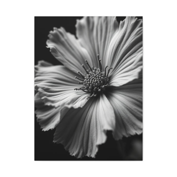Dramatic Monochrome Cosmos Bloom Wall Art & Canvas Prints