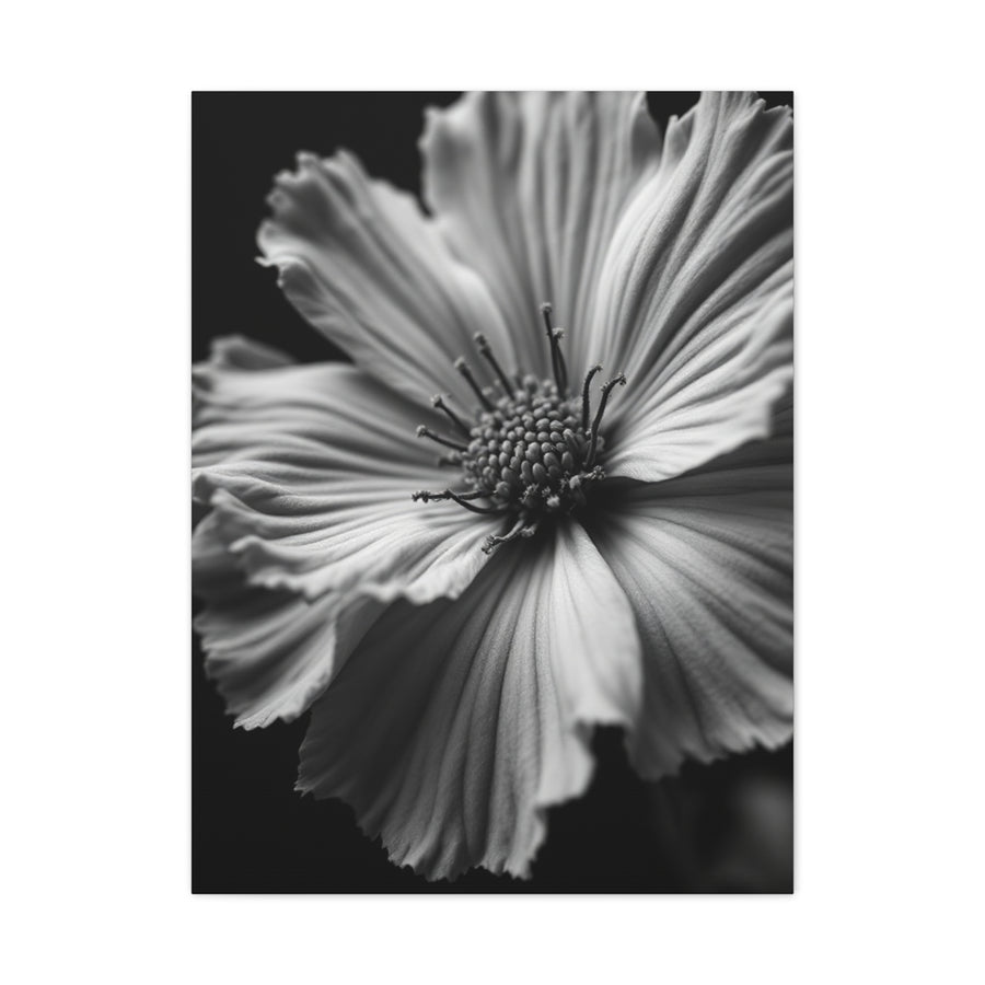 Dramatic Monochrome Cosmos Bloom Wall Art & Canvas Prints