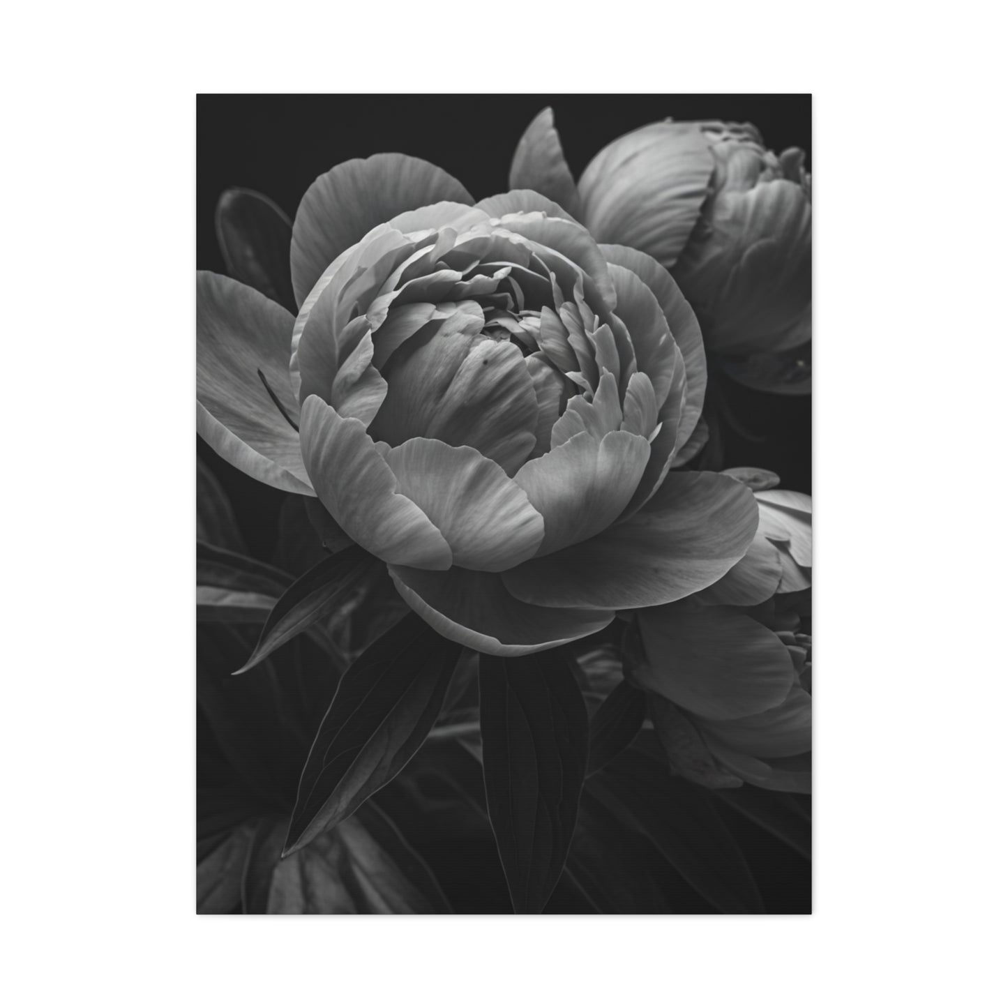 Peony Close-Up in Black and White Wall Art & Canvas Prints