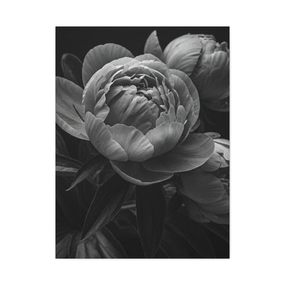 Peony Close-Up in Black and White Wall Art & Canvas Prints