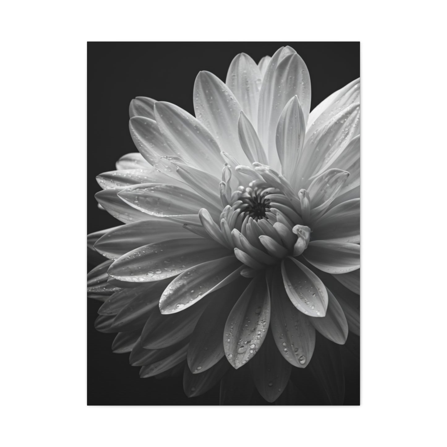 Chrysanthemum in Timeless Shadow Wall Art & Canvas Prints