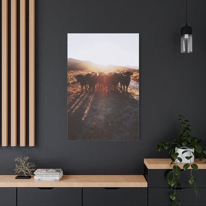 Sunset Bull Herd Silhouette Wall Art & Canvas Print