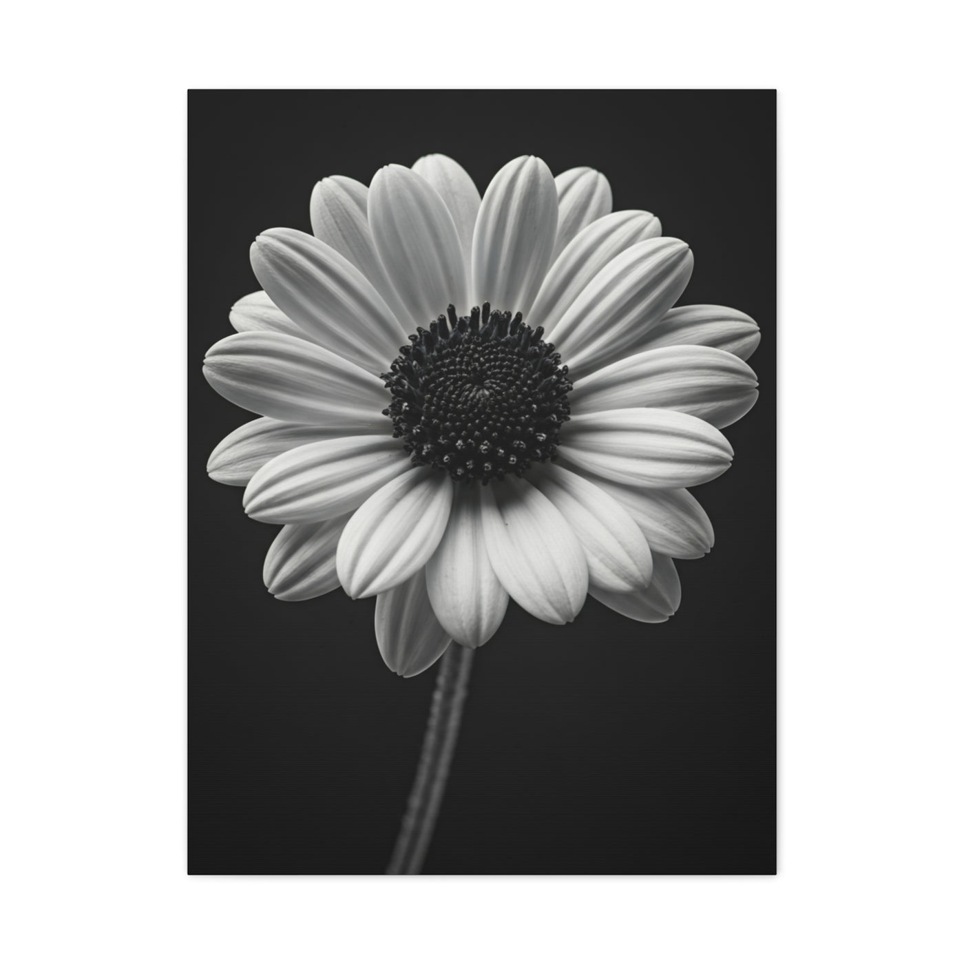Bold Daisy Contrast Portrait Wall Art & Canvas Prints