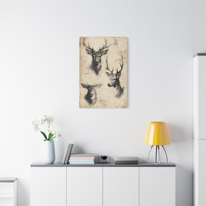 Vintage Natural History Deer Study Wall Art & Canvas Print