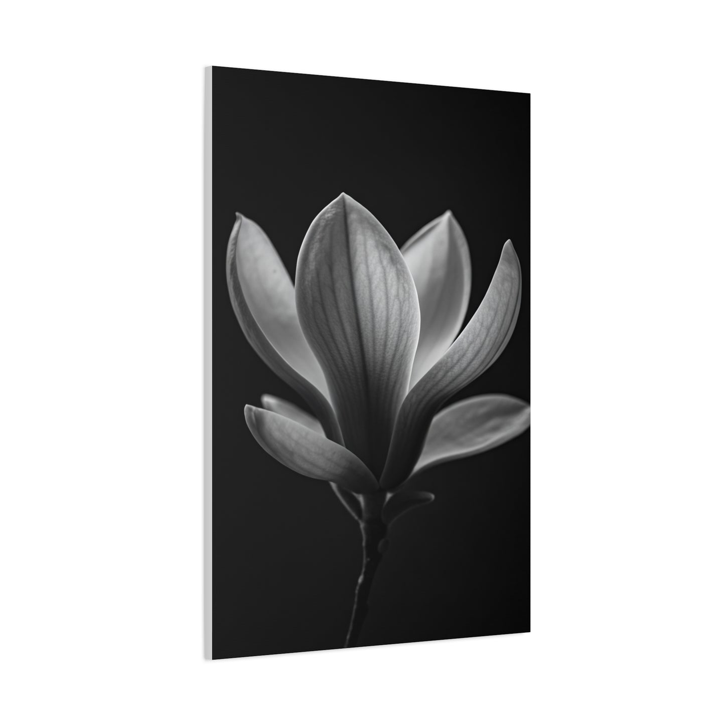 Magnolia Blossom Serenity Monochrome Wall Art & Canvas Prints