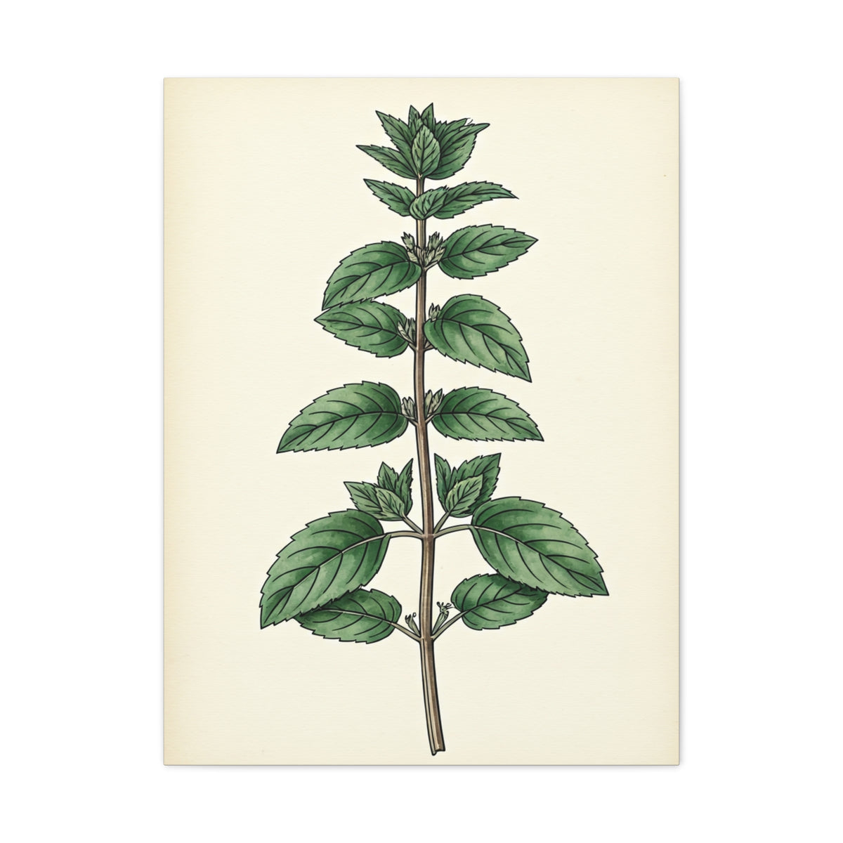 Mint Plant Herbal Illustration Wall Art & Canvas Prints