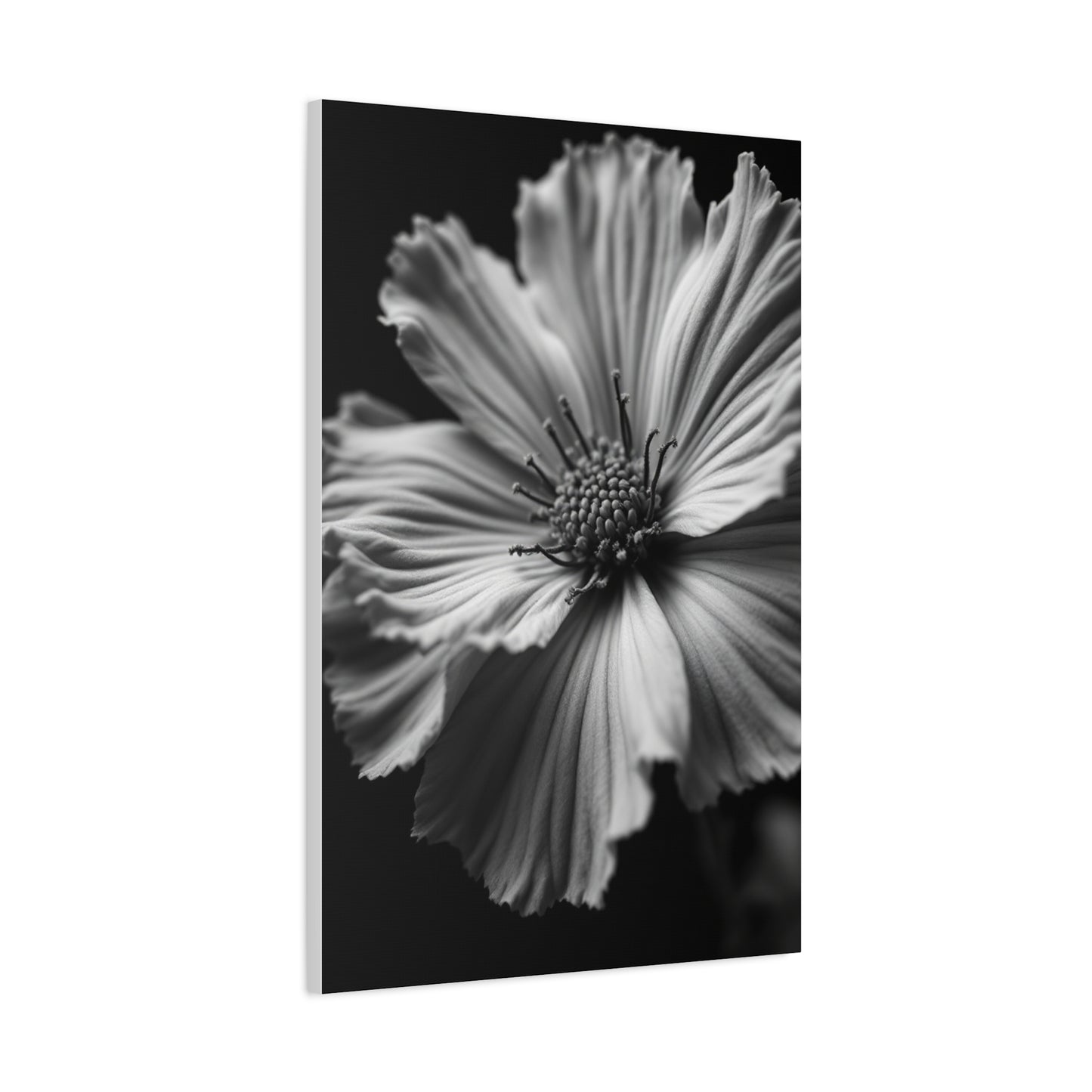 Dramatic Monochrome Cosmos Bloom Wall Art & Canvas Prints