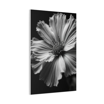 Dramatic Monochrome Cosmos Bloom Wall Art & Canvas Prints