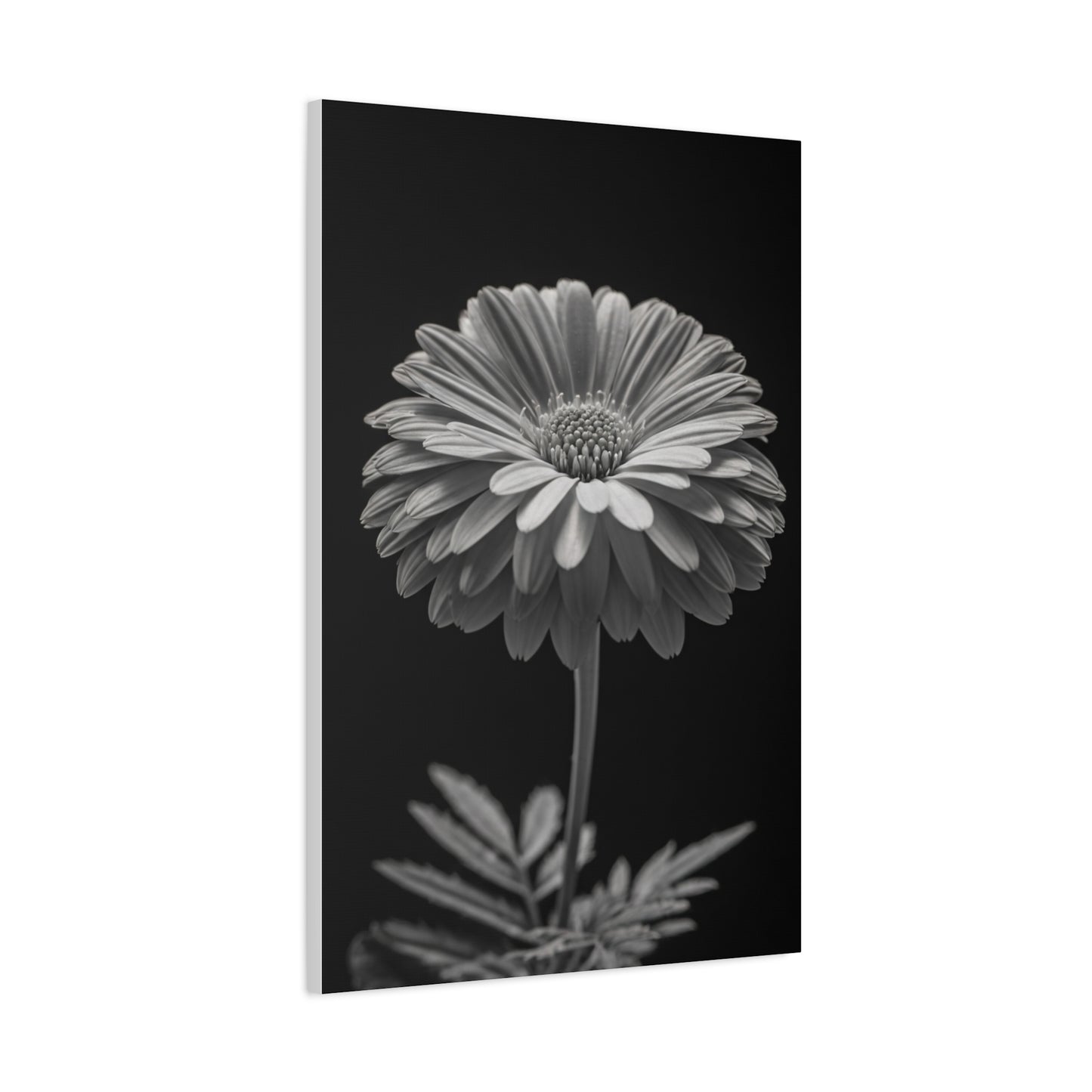 Classic Gerbera Portrait Wall Art & Canvas Prints