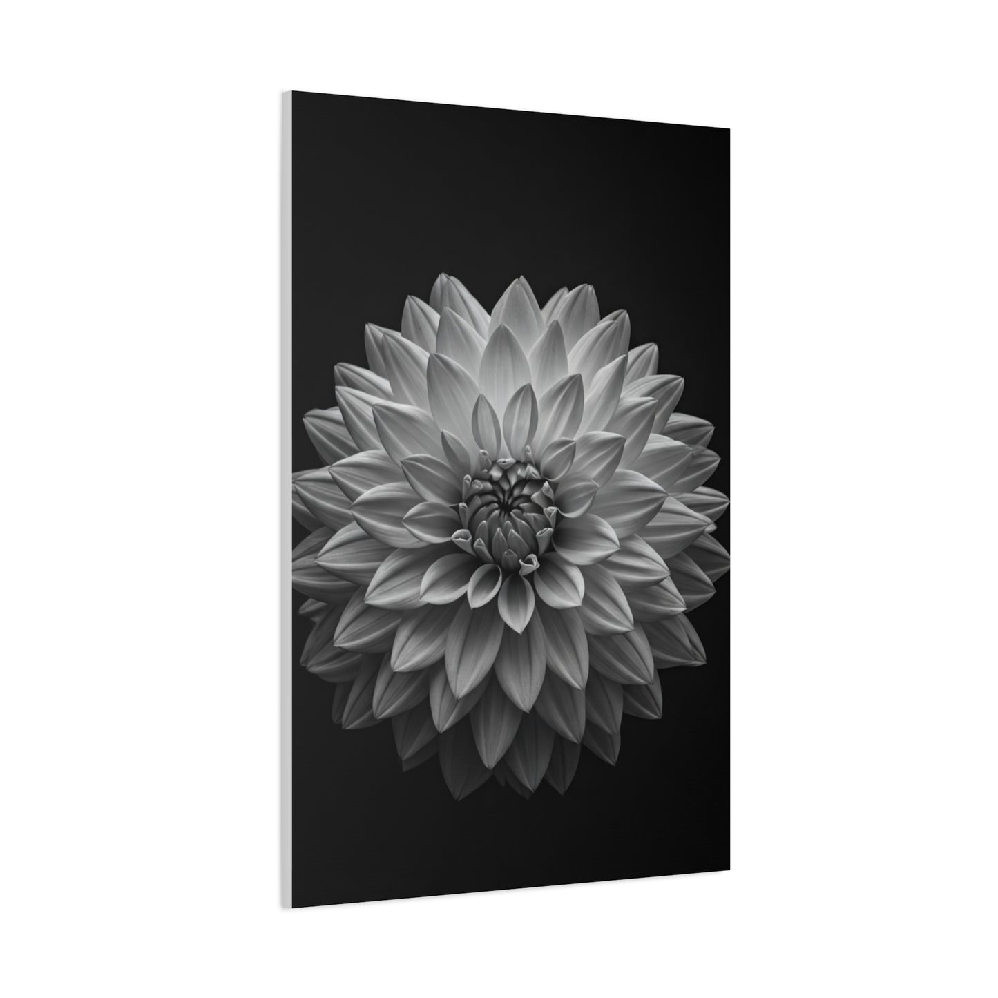 Dahlia Bloom in Shadow Monochrome Wall Art & Canvas Prints