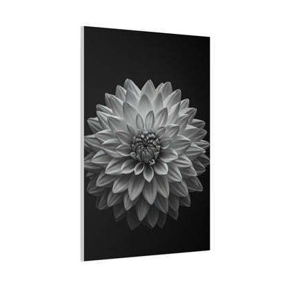 Dahlia Bloom in Shadow Monochrome Wall Art & Canvas Prints