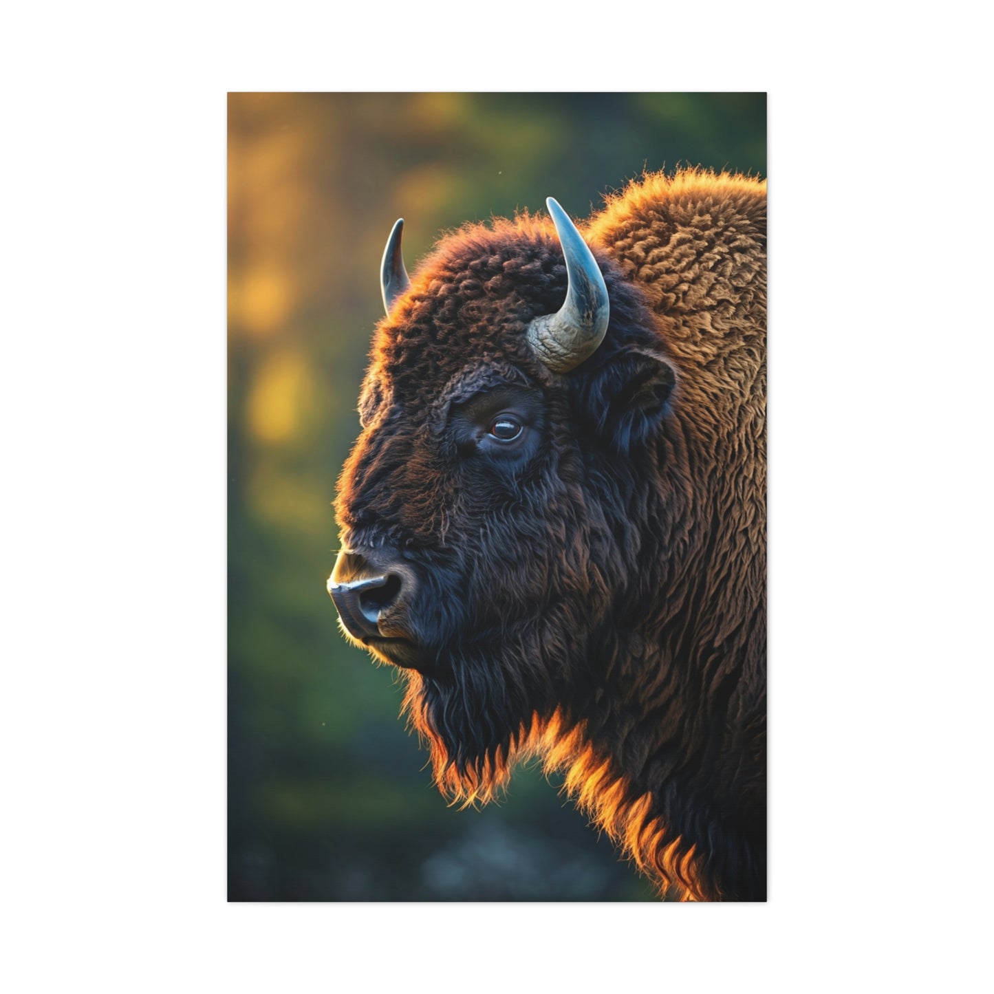 Golden Hour Bison Side Profile Wall Art & Canvas Print