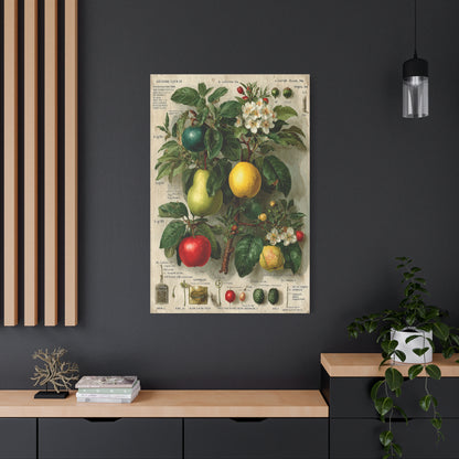 Antique Pomology Botanical Study Wall Art & Canvas Print