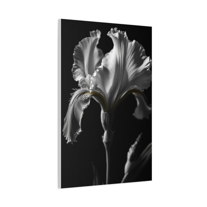 Elegant Iris in Shadowed Light Wall Art & Canvas Prints