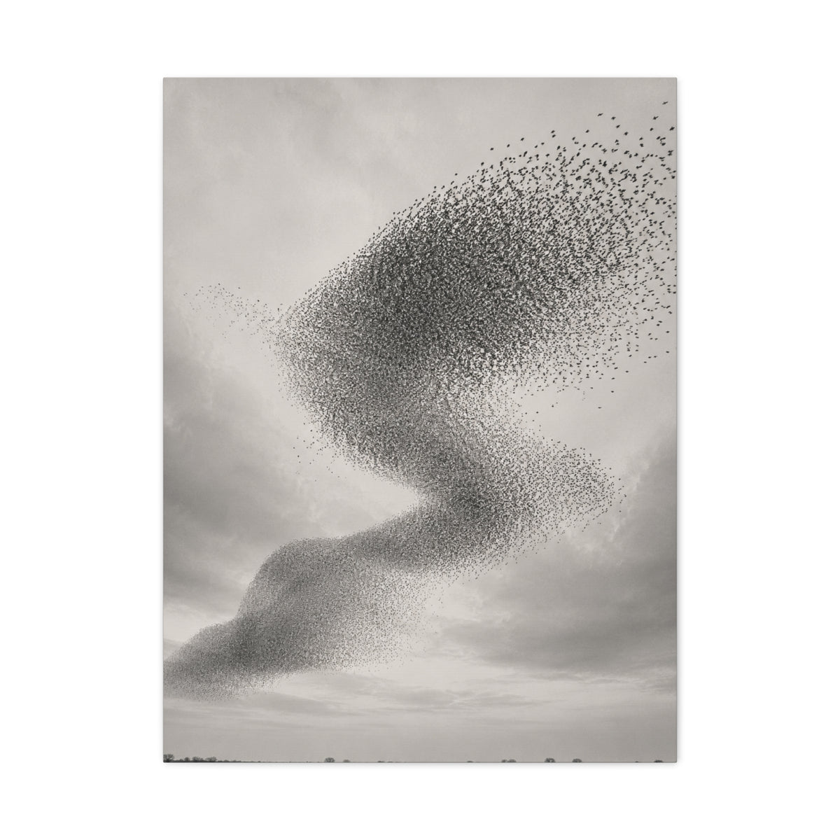 Murmuration Love Formation Monochrome Wall Art & Canvas Print