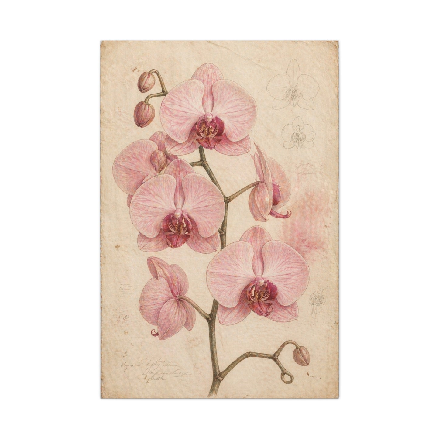 Vintage Orchid Botanical Study Wall Art & Canvas Print