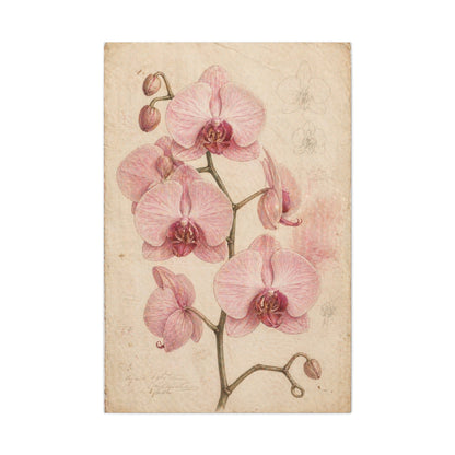Vintage Orchid Botanical Study Wall Art & Canvas Print