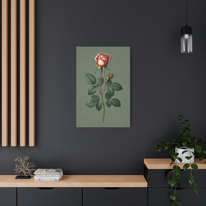 Vintage Rose Study Illustration Wall Art & Canvas Prints