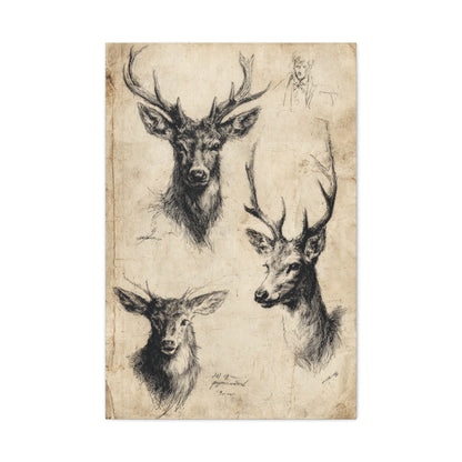 Vintage Natural History Deer Study Wall Art & Canvas Print