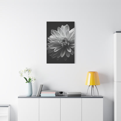 Chrysanthemum in Timeless Shadow Wall Art & Canvas Prints