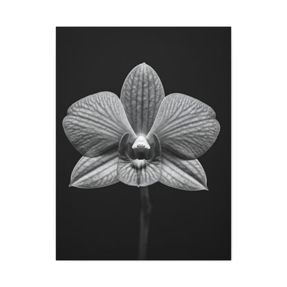 Orchid Serenity Study Wall Art & Canvas Prints