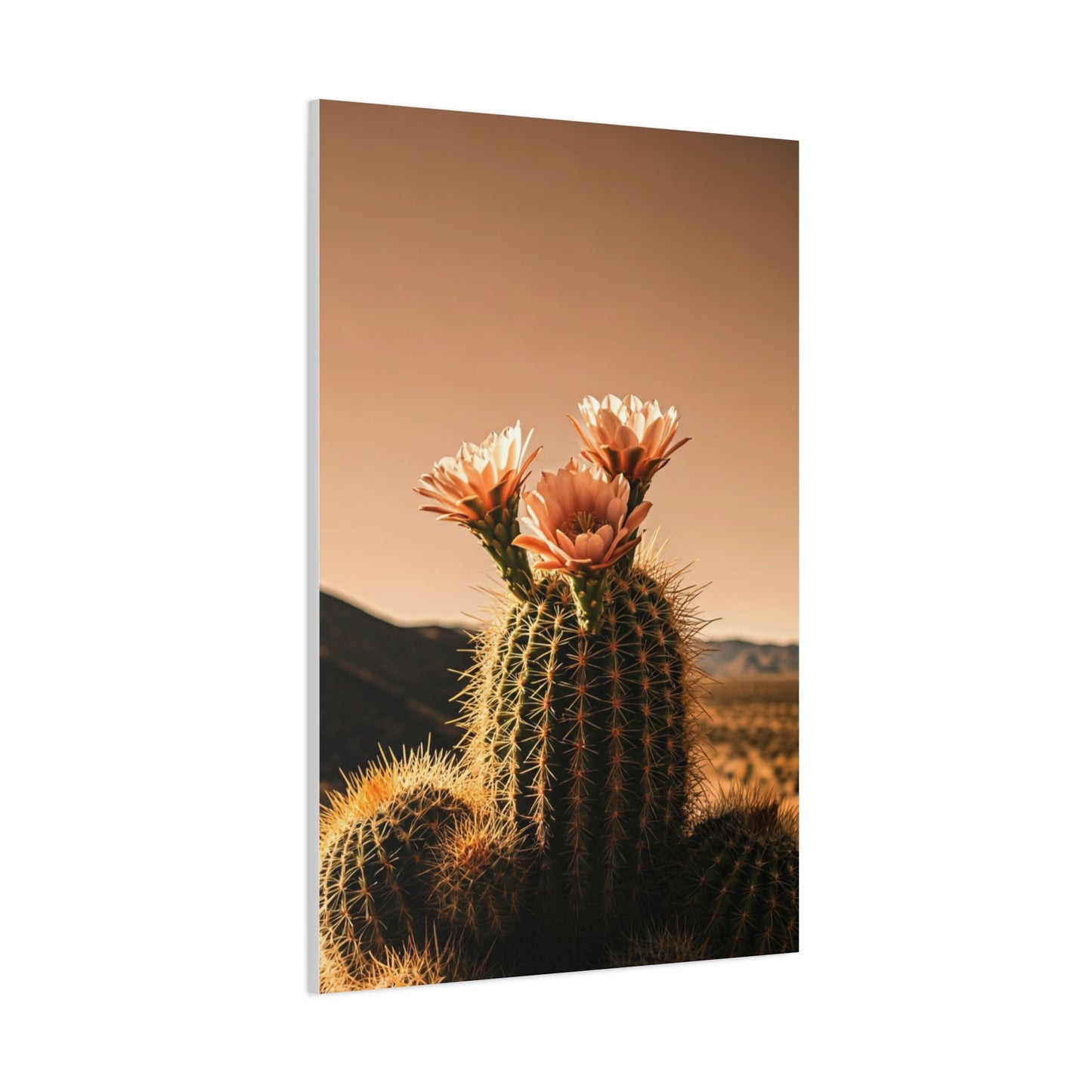 Desert Barrel Cactus Bloom at Sunset Wall Art & Canvas Prints