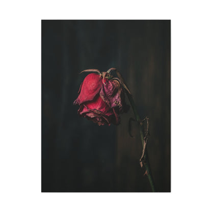 Withered Crimson Rose Still Life Wall Art & Canvas Print