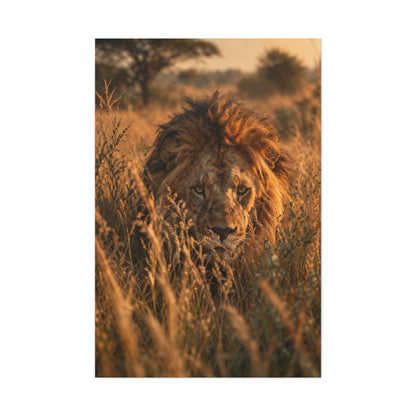 Lion Stalking Through Savannah Grass Wall Art & Canvas Print