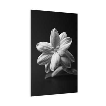Midnight Jasmine Bloom Wall Art & Canvas Prints