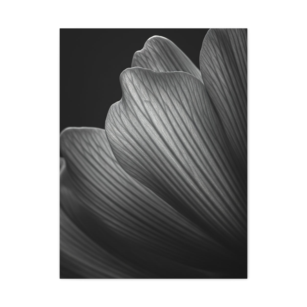Sculpted Daffodil Bloom Study Wall Art & Canvas Prints