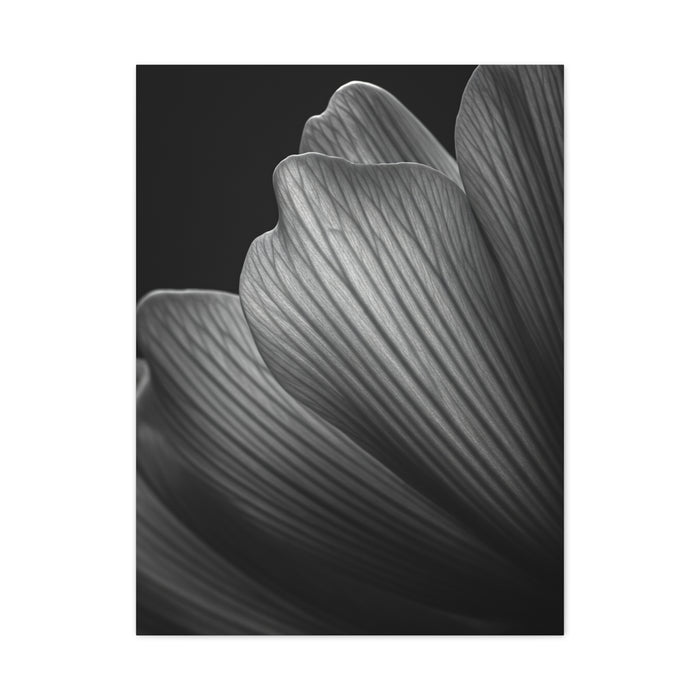 Sculpted Daffodil Bloom Study Wall Art & Canvas Prints