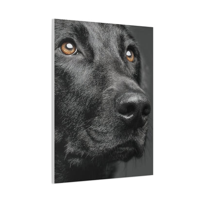 Black Labrador Fine Art Close-Up Wall Art & Canvas Print