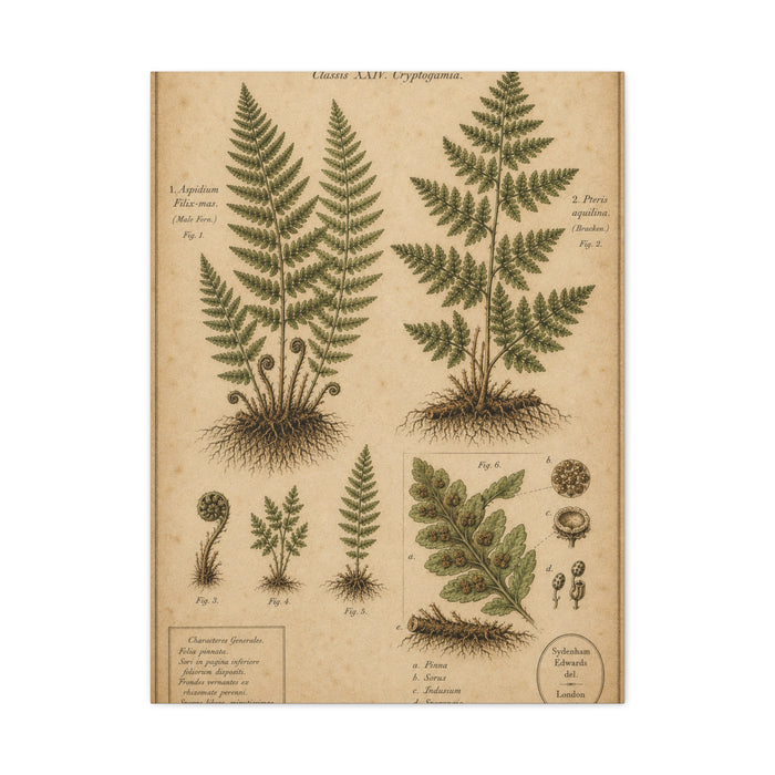 Antique Fern Herbarium Plate Wall Art & Canvas Print
